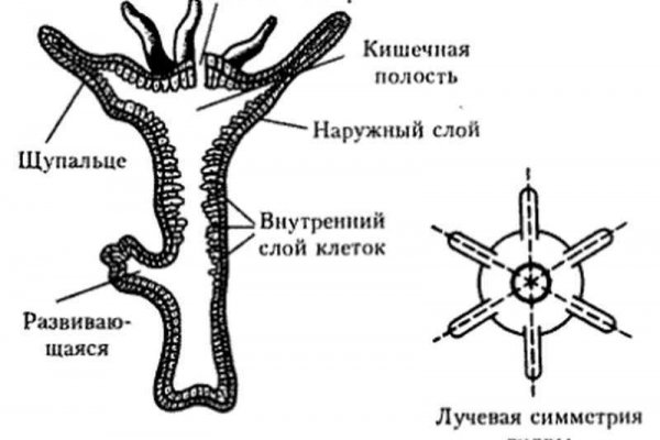 Забыл пароль кракен