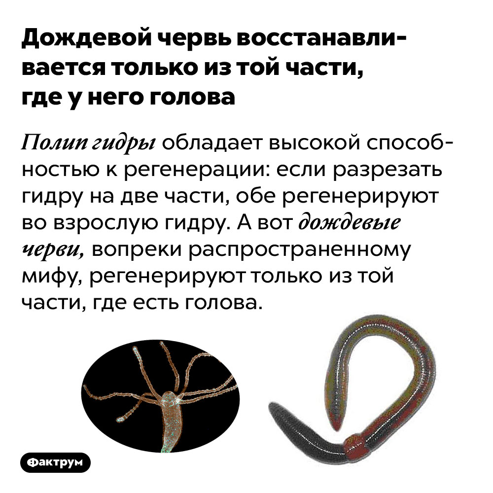 Каталог сайтов даркнет